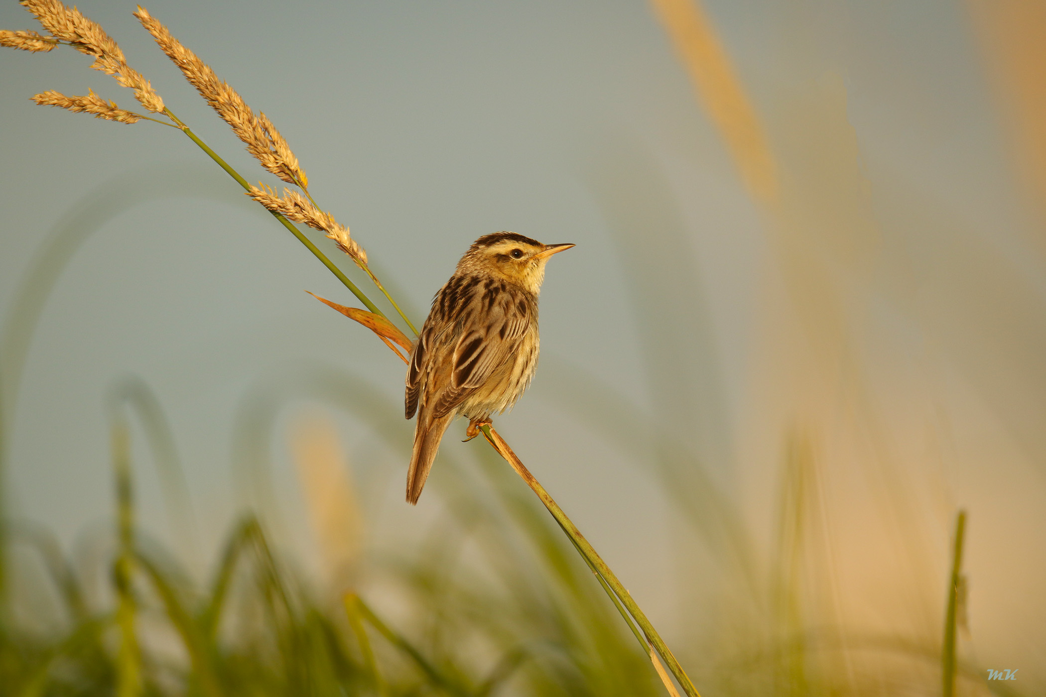 Aquatic Warbler - Marius Karlonas